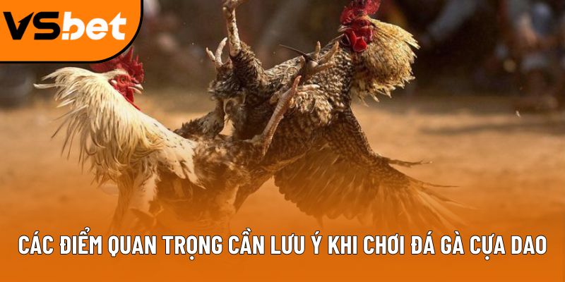 Các điểm quan trọng cần lưu ý khi chơi đá gà cựa dao