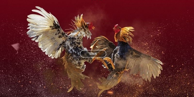 Cách chơi đá gà Thomo luôn được mọi người quan tâm