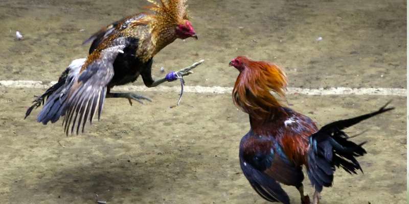 Cách chơi đá gà Thomo cần quan tâm tới nhiều yếu tố